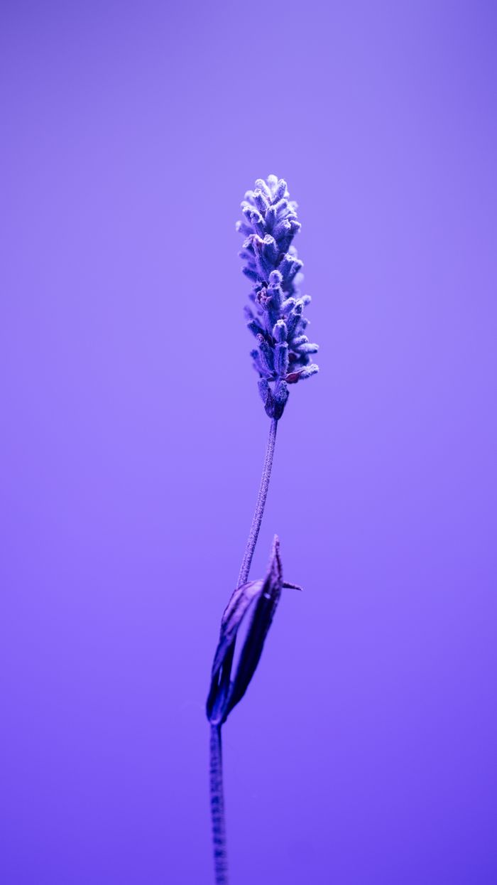 Services A single lavender flower against a vibrant purple backdrop, capturing its delicate beauty.