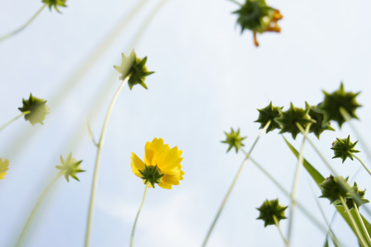 Services Upward view of yellow cosmos flowers with a blue sky backdrop, creating a serene and natural scene.